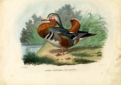 Mandarin Duck by Raimundo Petraroja